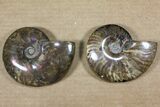 Lot: - Whole Polished Ammonites (Grade B/C) - Pieces #77762-2